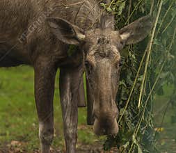 Brown reindeer in green bush and on green grass in autumn day