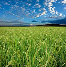 Rice field and sky