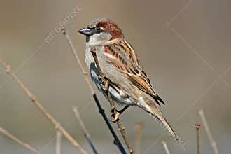 House Sparrow