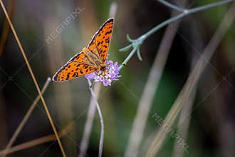 Closeup of Flower in The Field with Orange Butterfly on it
