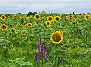 Sunflowers, St-Estephe, France