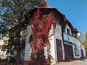 Urban nature - Old building covered by Life of Canada Parthenocissus quinquefolia