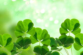 Green clover leaves on a background summer landscape. St.Patrick \'s Day
