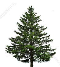 Single fir tree