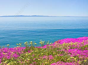 Island and Flowers