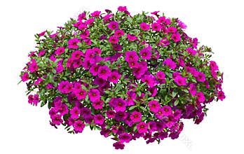Cutout pink flowers. Petunia