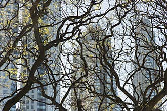 Modern buildings through twisted tree branches