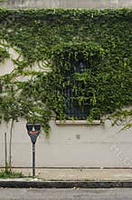 Wall with window covered with vines