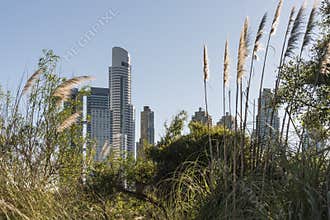 Modern buildings and pampas grass