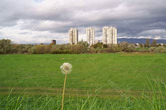 The last blowball on the embankment of the Sava River