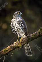 The Eurasian Sparrowhawk, accipiter nisus