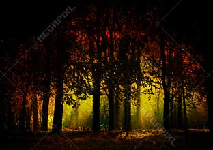 Dark forest