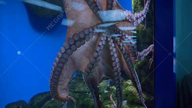 Octopus swims in a large aquarium in the aquarium