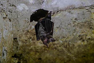 Wildlife: Leaf-Nosed Bats are seen hanging inside an ancient Mayan temple in Guatemala