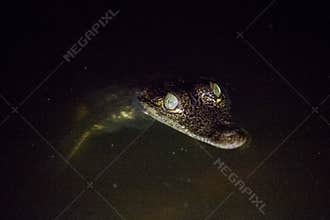 Wildlife: An Infant Swamp Crocodile is seen at night in the Northern Jungles of Guatemala