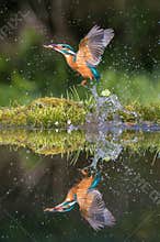 Common Kingfisher, alcedo atthis