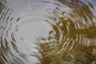 Two water striders on the water surface