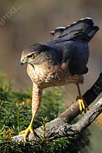 Cooper`s Hawk, Poised for Predation