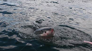 Great White Shark.  Shark attacks the bait, slow motion. Scientific name: Carcharodon carcharias.