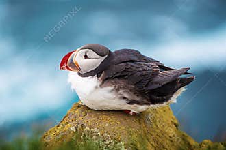 Single atlantic puffin