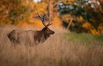 Elk during rut season