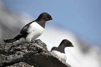 Arctic birds (Little auk)