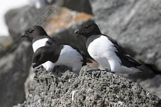 Arctic birds (Little auk)