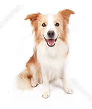 Border Collie Dog Sitting Down