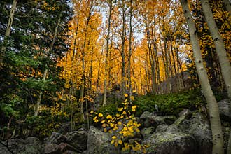 Colorado fall season at Bear Lake in Rocky Mountain National Park