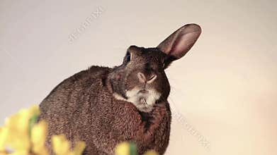 Small gray bunny rabbit raises one ear at a time funny expression unique talent