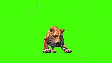 Jaguar Feline Attacks Front Green Screen Animals 3D Rendering Animation