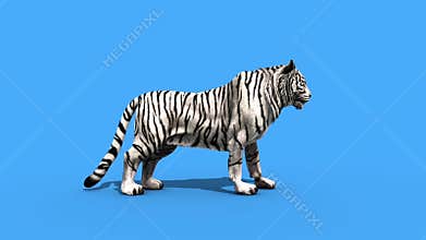 White tiger roar animals side green screen 3D Rendering Animation