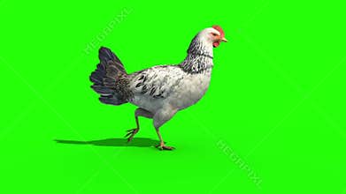 White chicken walk cycle side green screen 3D rendering animation