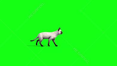 White cat feline walks side animals green screen 3D Rendering Animation