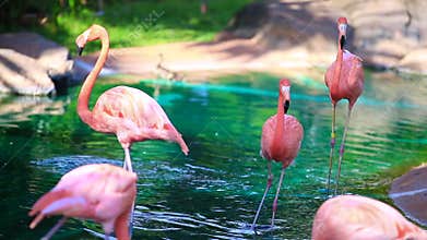 Flamingo in  Honolulu Zoo
