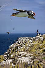 Puffins on the Farne Islands - England