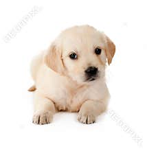 Retriever puppy