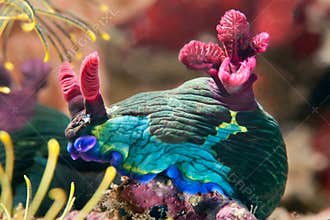 Nudibranch crawling on the coral reef. Philippines