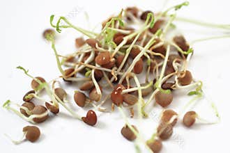 Lentil Sprouts