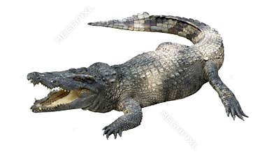 Crocodile