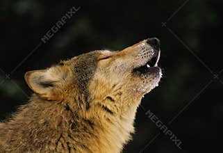 Gray Wolf Howling Portrait