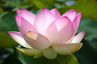 Pink lotus flower in bloom