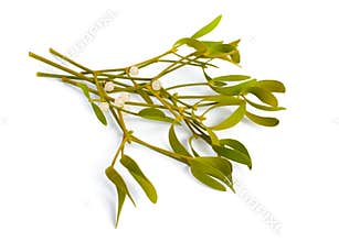 Viscum album, commonly known as European mistletoe, common mistletoe or simply as mistletoe, mistle. Isolated