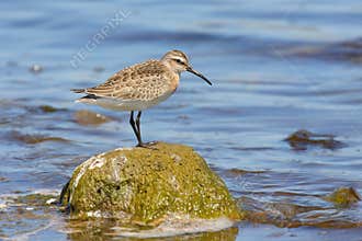 Curlew sandpiper