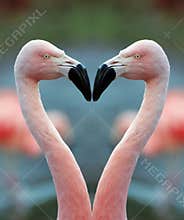 Flamingo heart