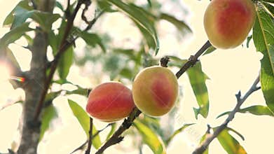 Ripe sweet peach fruits growing on a peach tree branch with sun shining in the orchard.