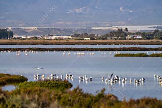 Las Salinas in Cabo de Gata Almeria. Flamingos lake in Spain