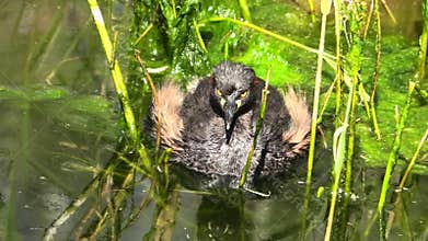 One Australasian grebe