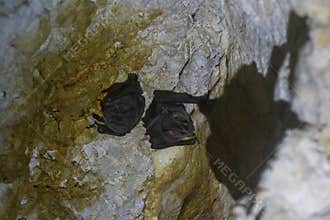 Wildlife: Common Fruit Bats are most active at night but mostly eat fruit