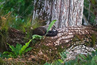 Wildlife: White-nosed coati are omnivorous and climbs trees to sleep on branches